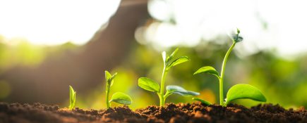 Small Support Organisations: Peer to Peer Support