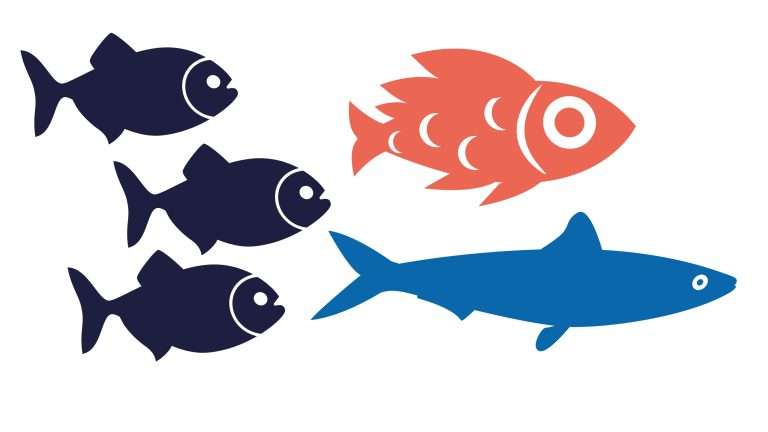 Simple graphic of an orange goldfish, blue shark and three navy blue ordinary fish.